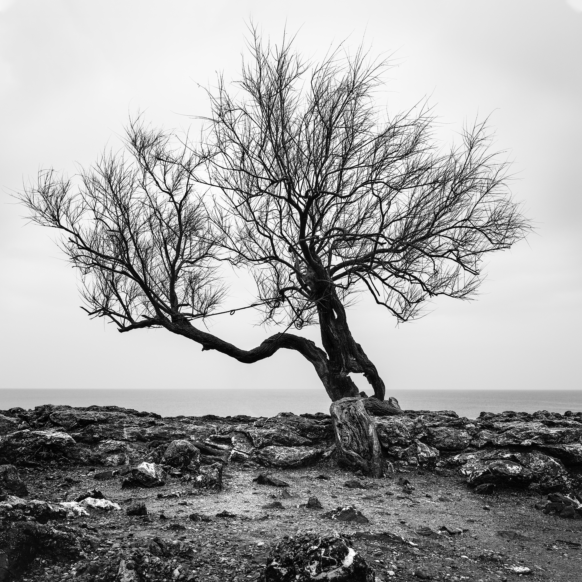 Albero solitario e contorto su un terreno roccioso. Il cielo grigio e la composizione minimale enfatizzano la forza della natura.