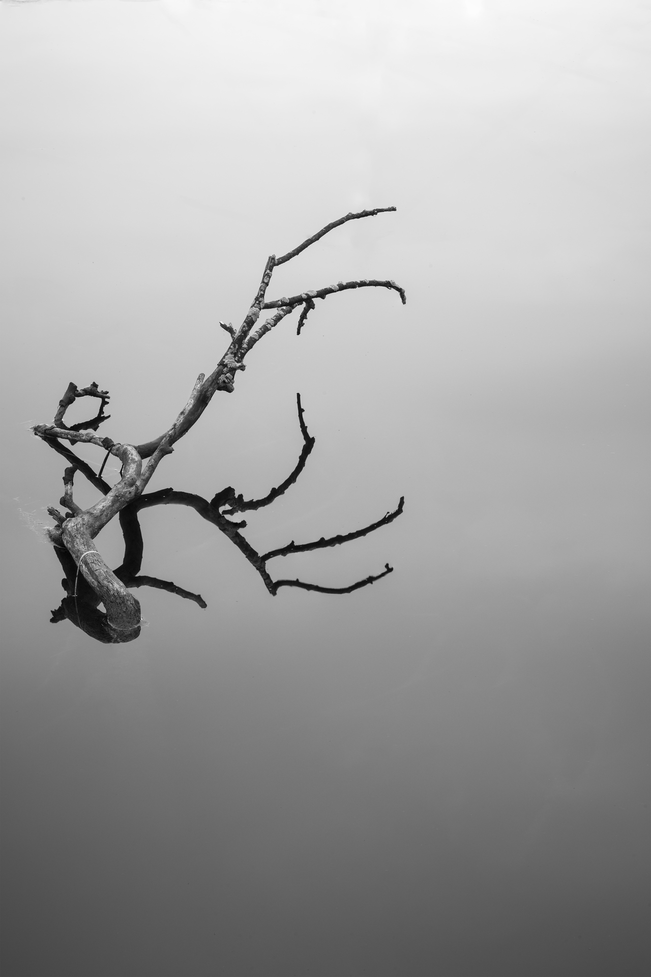 Absentia — Image 4