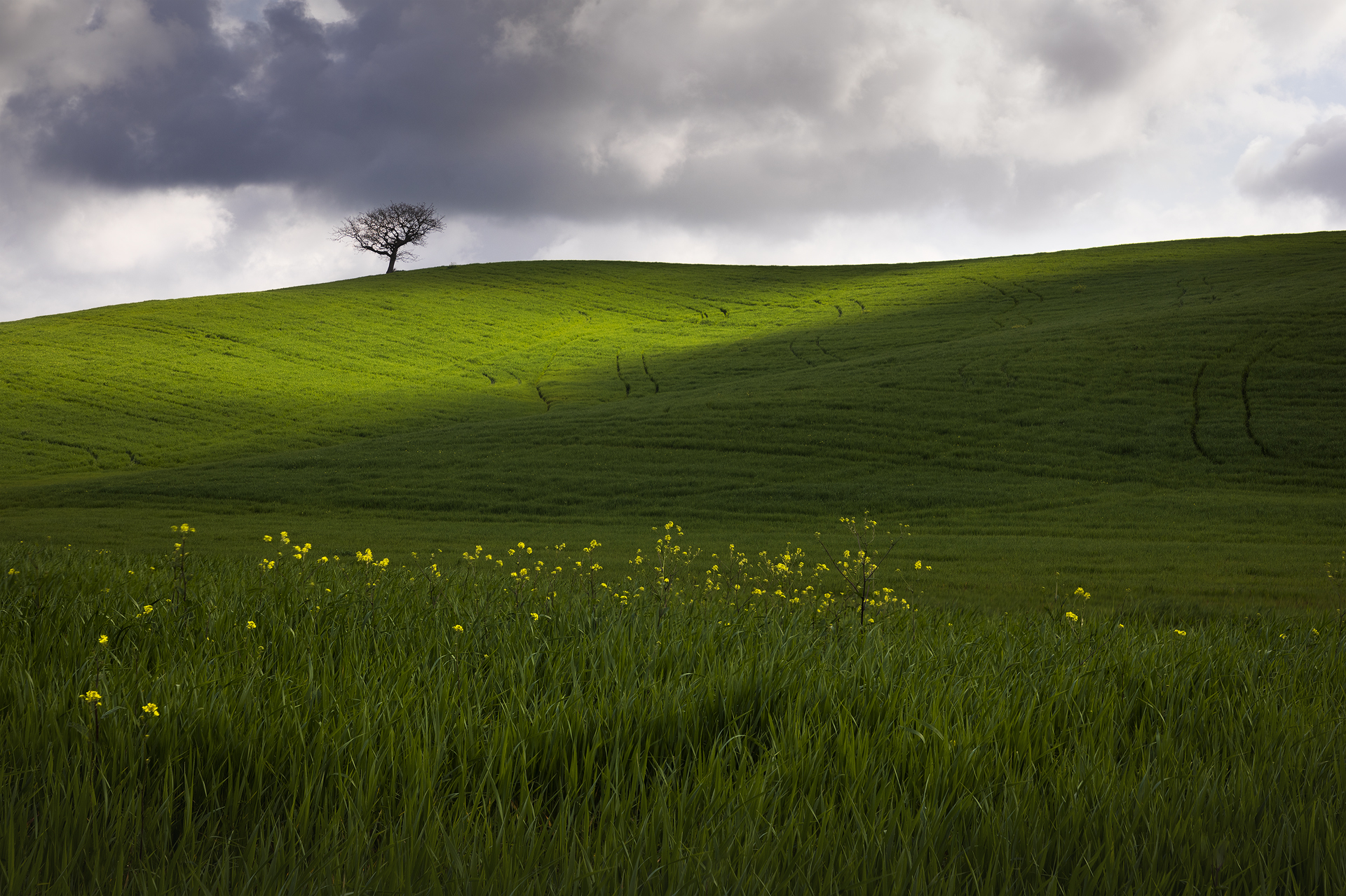 Albero solitario su una collina verde illuminata da un raggio di sole sotto un cielo nuvoloso, a Rosignano Marittimo, località Lecciaglia Bassa