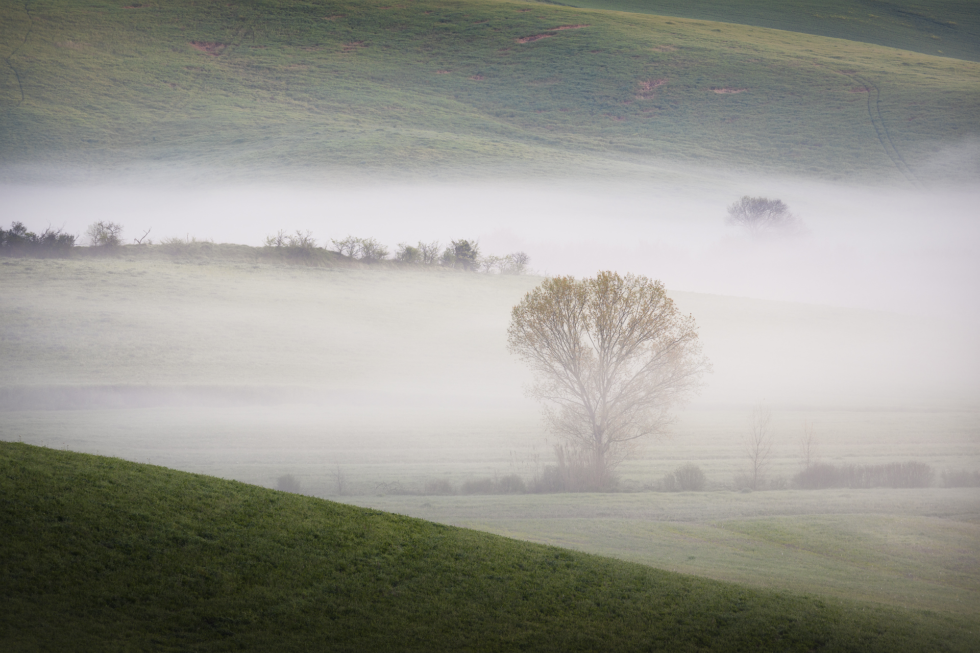 Alba primaverile con nebbia e solitaria pianta in un campo nei pressi di Orciano Pisano, via delle Mandriacce