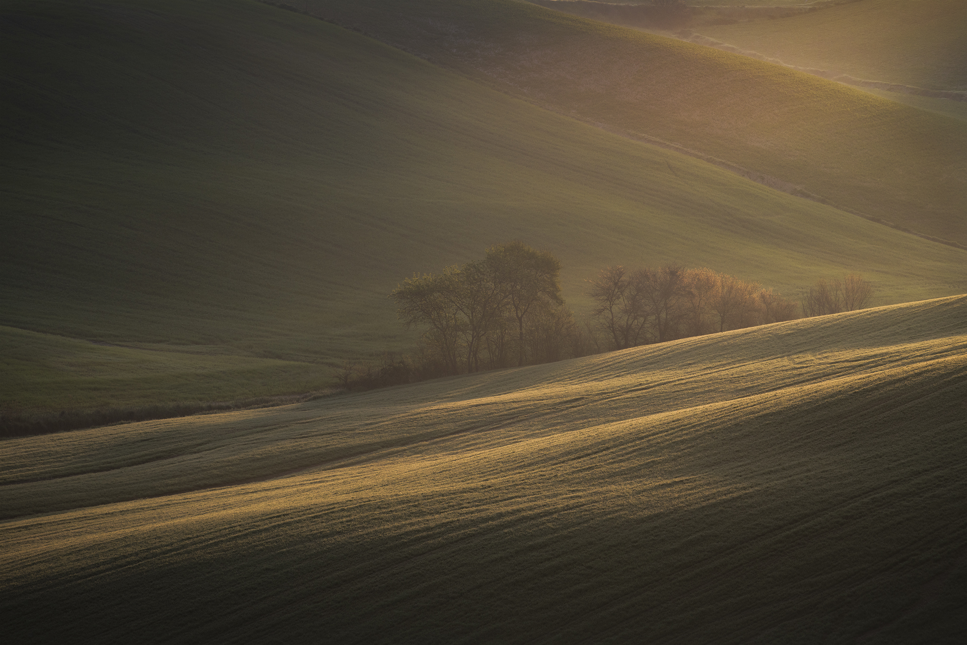 Colline illuminate dalla luce dorata dell’alba a Orciano Pisano, con alberi immersi nell’ombra e campi ondulati