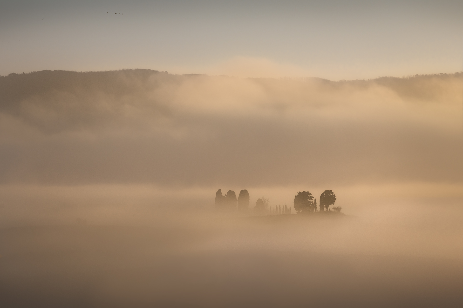 Gruppo di alberi immersi nella nebbia all’alba, fotografati con teleobiettivo in via delle Mandriacce, Orciano Pisano, Pisa, Italia.