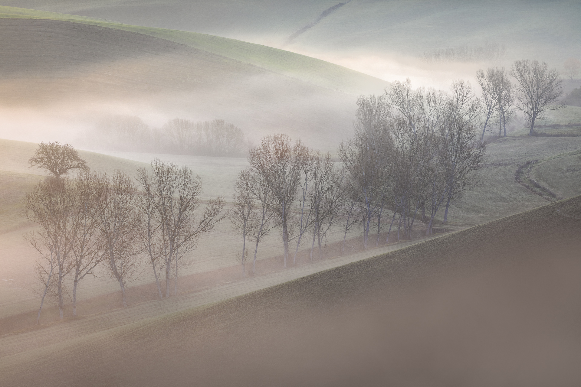 Fila di alberi avvolti dalla nebbia del mattino tra le colline toscane, fotografati in luce radente a Orciano Pisano, Pisa, Italia.