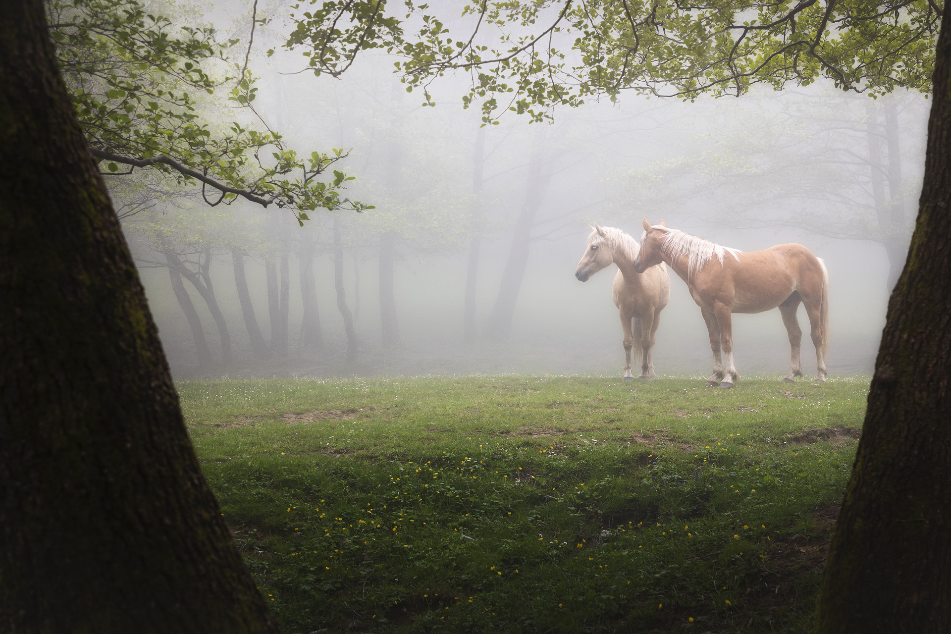 Due cavalli immersi nella nebbia pomeridiana sul Monte Matanna, tra alberi primaverili e luce soffusa, Stazzema (LU), Italia.