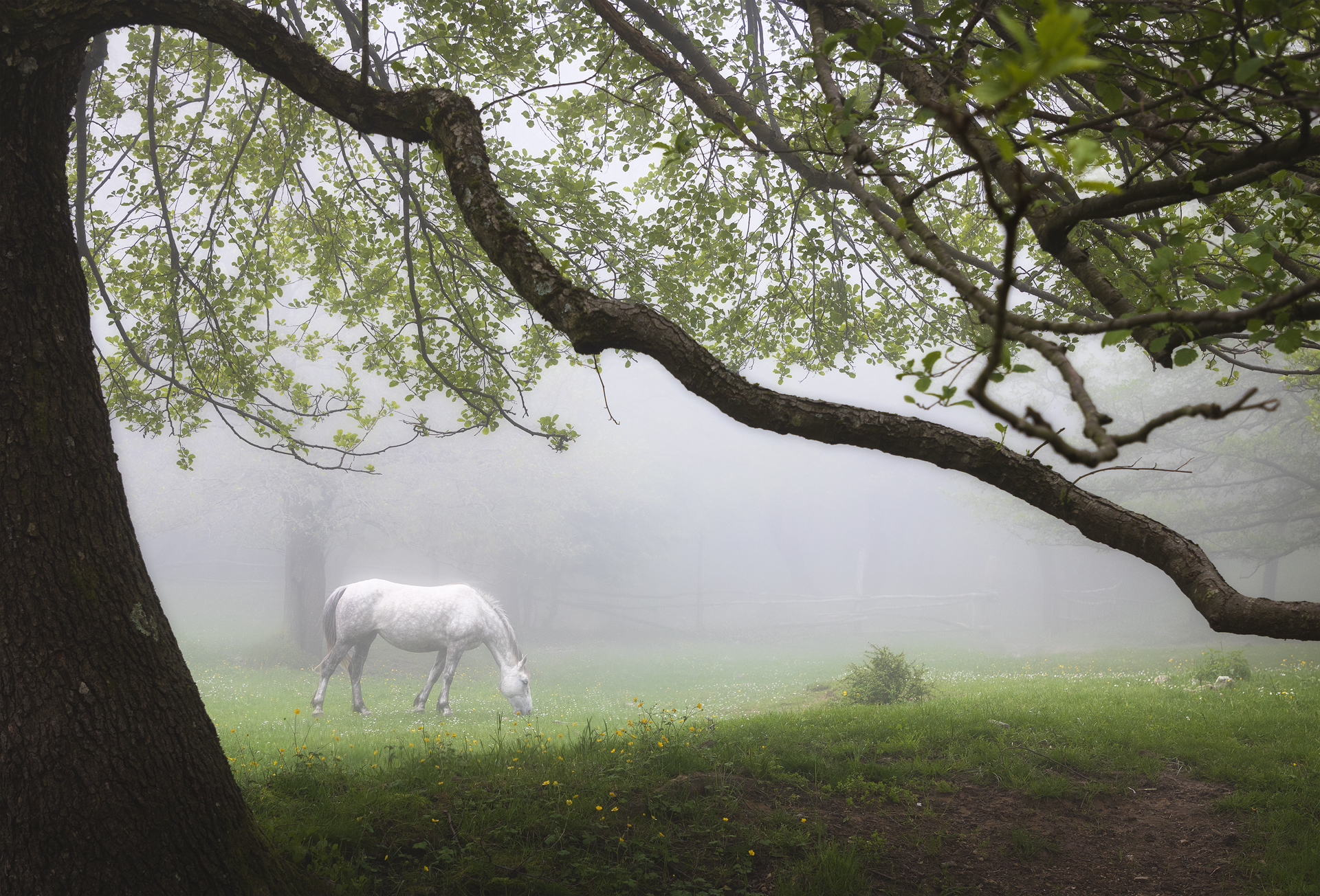 Fotografia di un cavallo bianco che pascola in un prato immerso nella nebbia, ai piedi del Monte Matanna, Stazzema, Lucca. Rami di alberi incorniciano la scena, creando un’atmosfera eterea e silenziosa.
