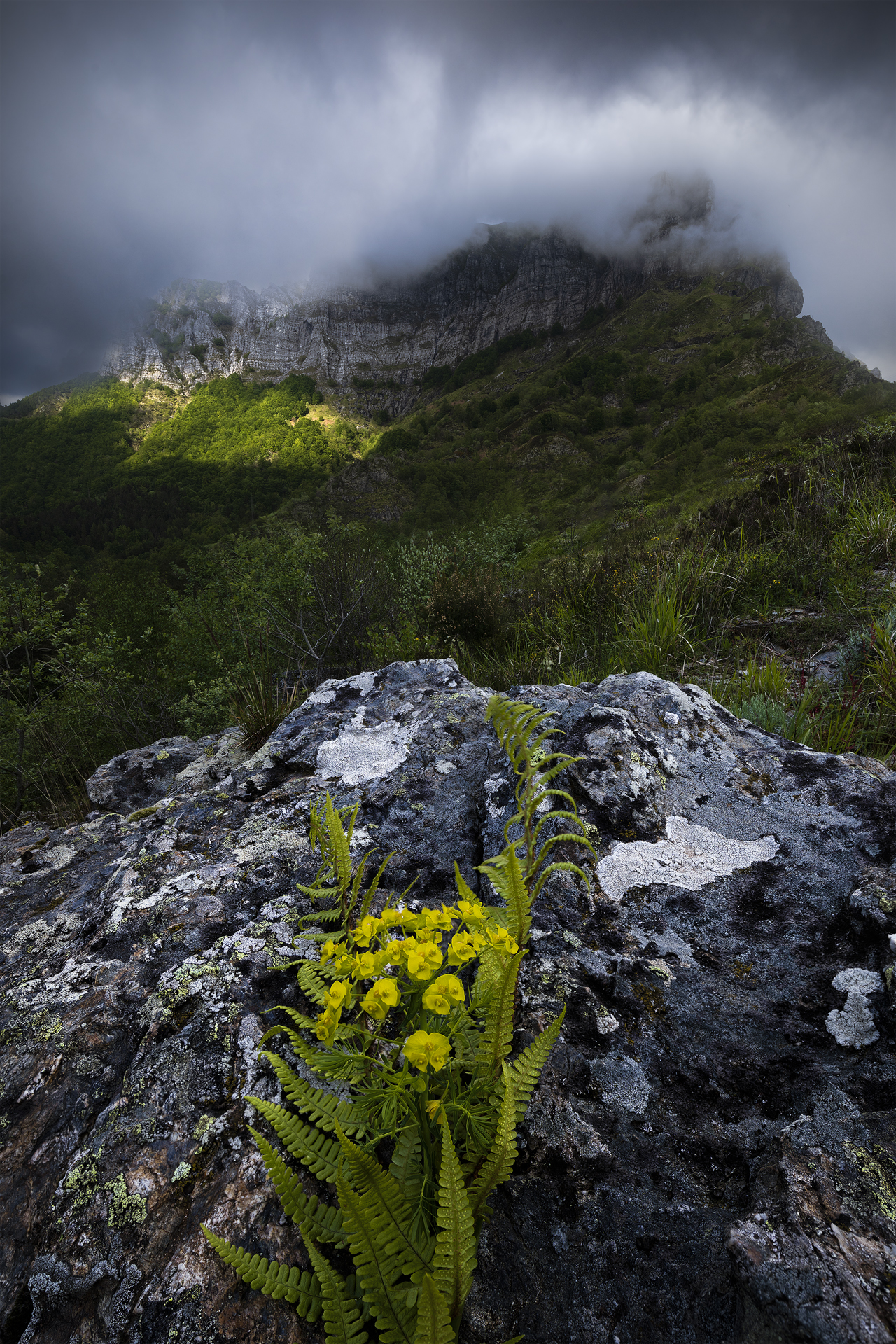 Felce e fiori gialli crescono tra le rocce al Passo di Croce, con il Monte Corchia sullo sfondo avvolto dalle nuvole. Un raggio di sole illumina un versante verde. Fotografia paesaggistica nelle Alpi Apuane, realizzata con focus stacking ed exposure blending, Stazzema (LU), Italia.